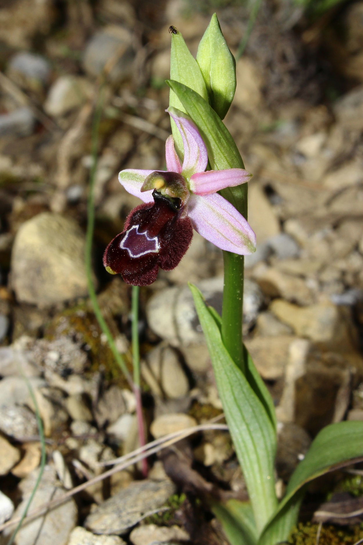 Orchidee dell''Imperiese